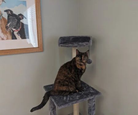 Precious Paws Animal Hospital