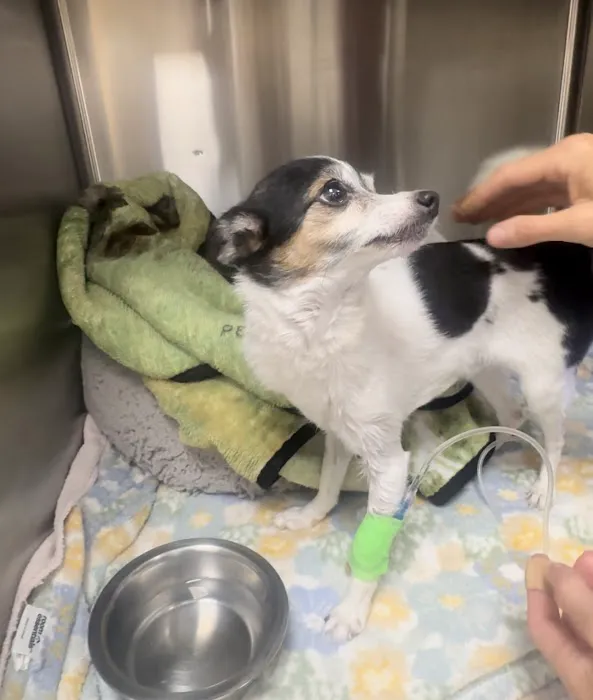 Precious Paws Animal Hospital Picture 4