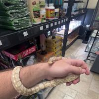 Florida Born Exotics Pet Shop PSL ico