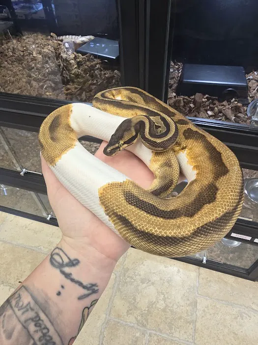 Florida Born Exotics Pet Shop PSL Picture 3