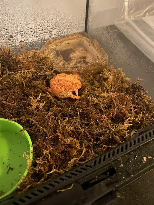 Florida Born Exotics Pet Shop PSL Picture 2