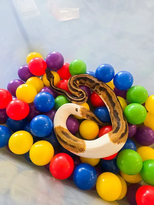 Florida Born Exotics Pet Shop PSL Picture 7