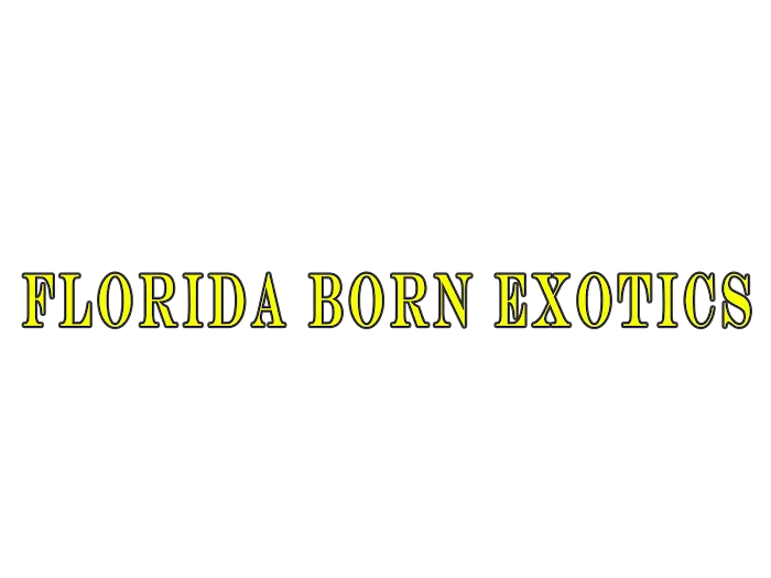 Florida Born Exotics Pet Shop PSL Picture 6