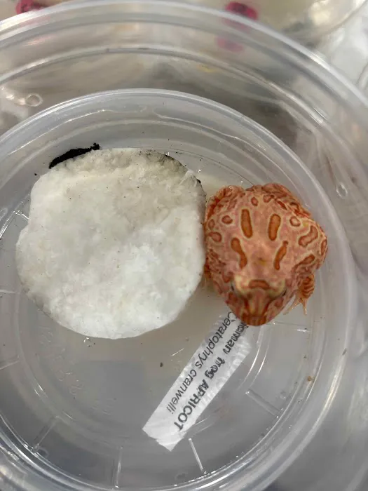 Florida Born Exotics Pet Shop PSL Picture 9
