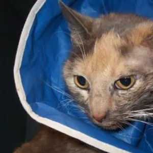 Crossroads Veterinary Clinic/Selbyville Animal Hospital Picture 6
