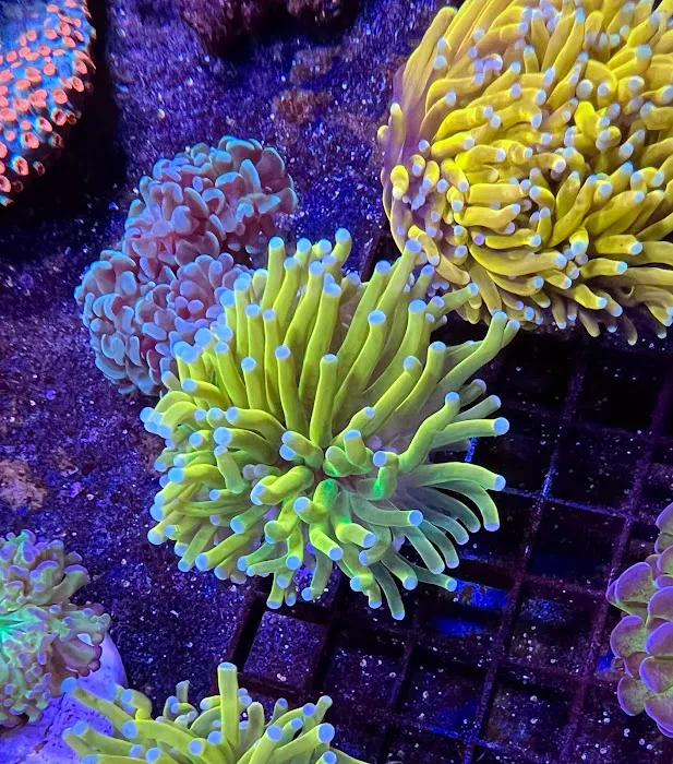 The Fish Store / Custom Aquariums Picture 6
