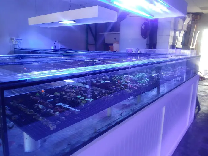 The Fish Store / Custom Aquariums Picture 8