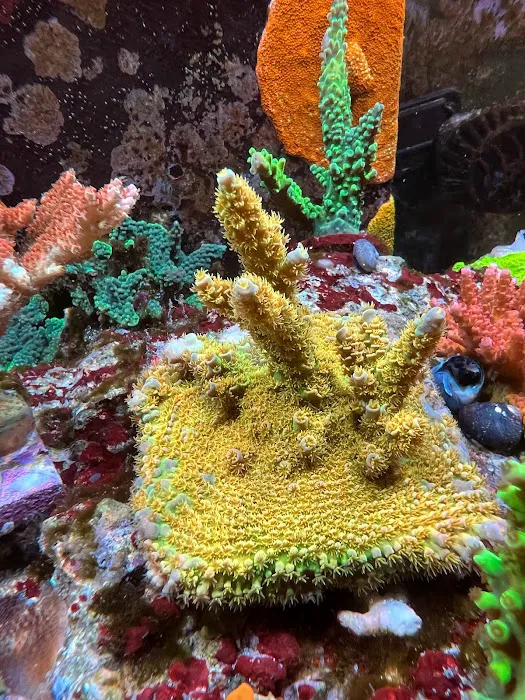 The Fish Store / Custom Aquariums Picture 10
