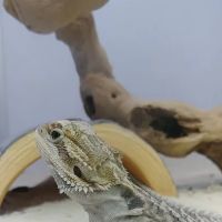 Pet Supermarket ico