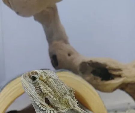 Pet Supermarket
