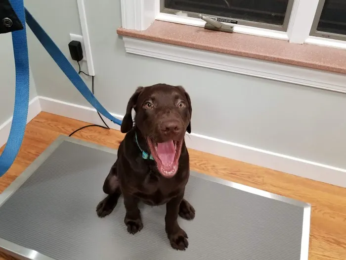 Coastal Veterinary Picture 8