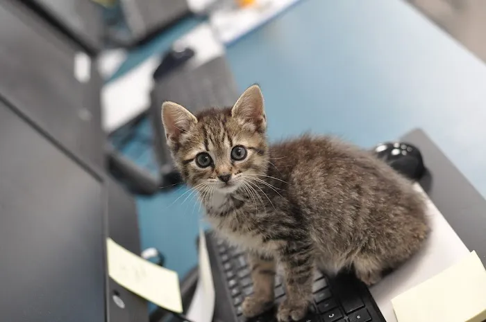 Coastal Veterinary Picture 10