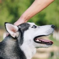 PetStoreNMore ico