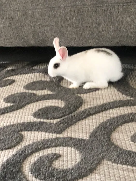 Nick’s Pets Picture 10