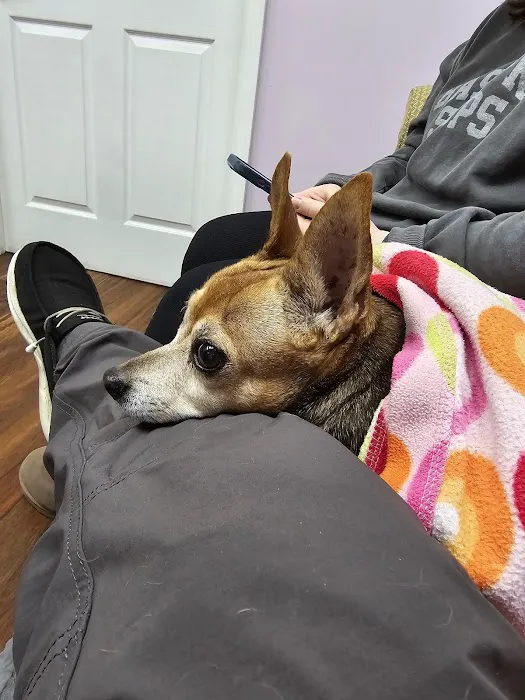 Pets On The Shore Veterinary Hospital Picture 1