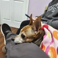 Pets On The Shore Veterinary Hospital ico