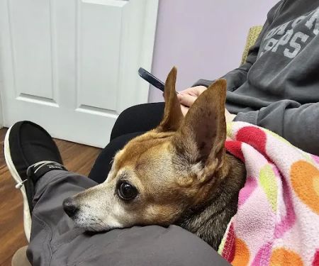 Pets On The Shore Veterinary Hospital