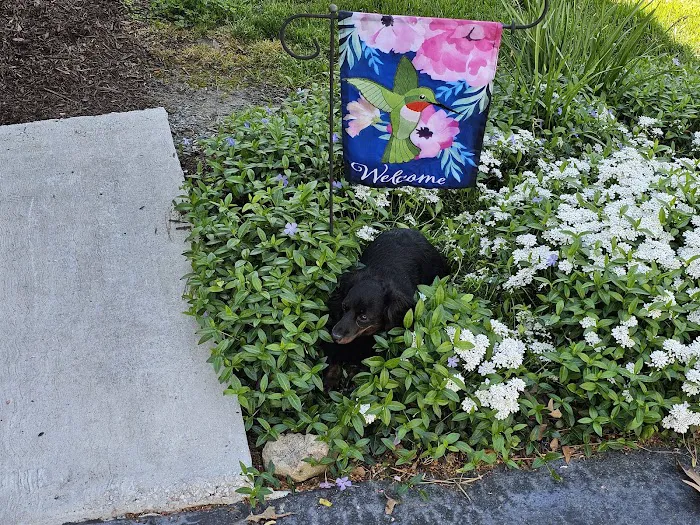 Pets On The Shore Veterinary Hospital Picture 9