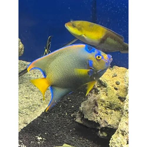 TCAquariums Picture 5