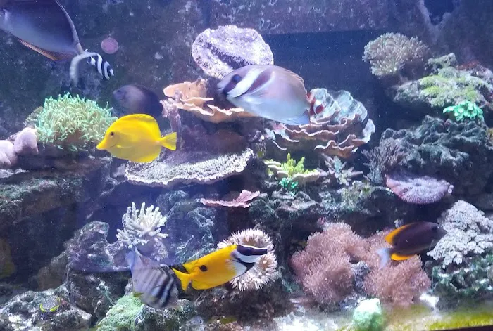TCAquariums Picture 4