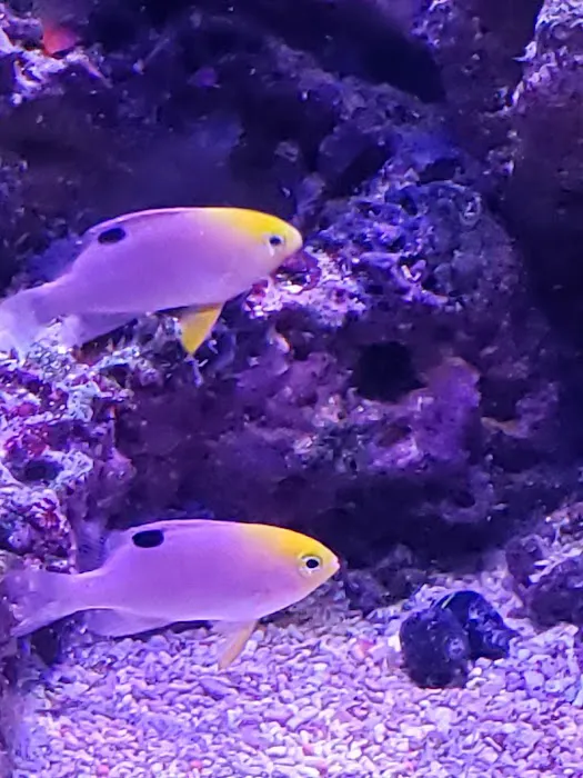 TCAquariums Picture 7
