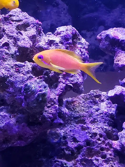 TCAquariums Picture 10