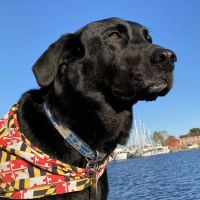 Bayside Animal Hospital ico
