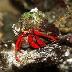 Reef Cleaners