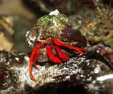 Reef Cleaners