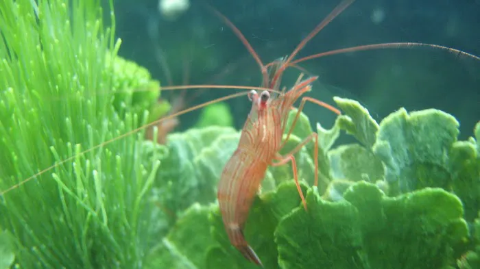 Reef Cleaners Picture 3