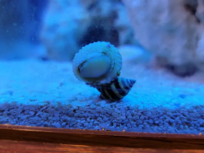 Reef Cleaners Picture 2