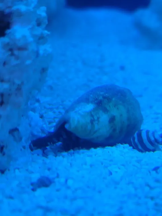 Reef Cleaners Picture 4