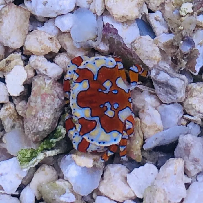 Reef Cleaners Picture 6