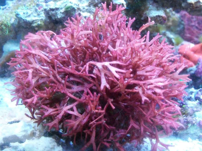 Reef Cleaners Picture 5
