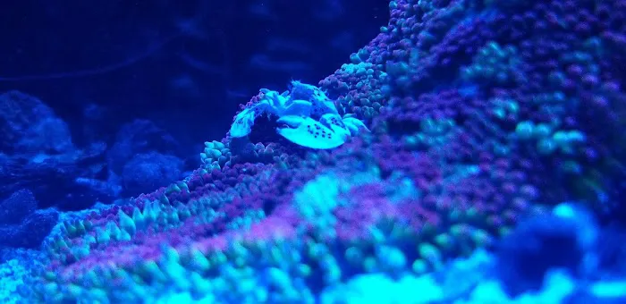 Reef Cleaners Picture 9
