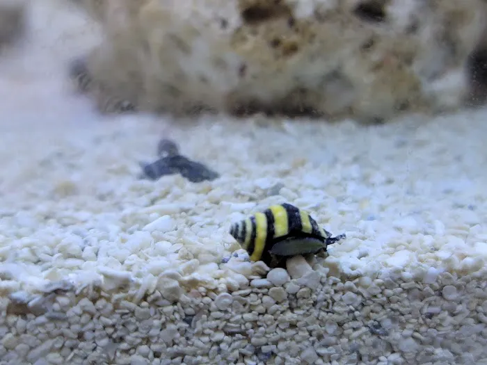 Reef Cleaners Picture 7