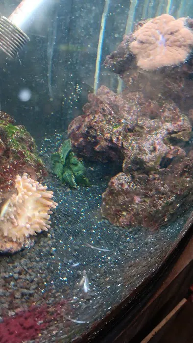 Reef Cleaners Picture 10