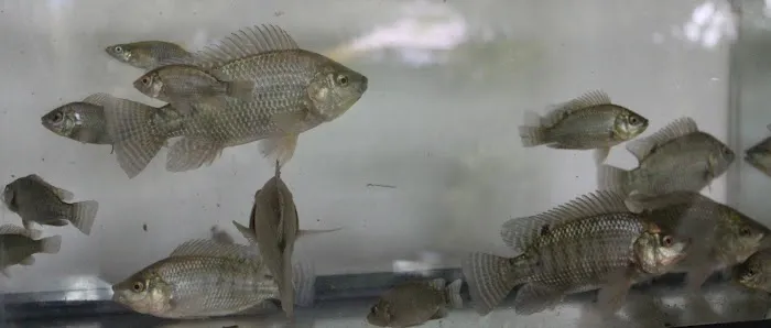 Miami Fish Garden and Hatchery Picture 1