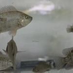 Miami Fish Garden and Hatchery