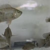 Miami Fish Garden and Hatchery ico