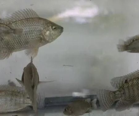 Miami Fish Garden and Hatchery