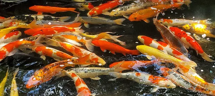 Miami Fish Garden and Hatchery Picture 2