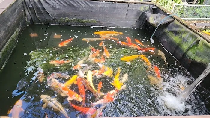 Miami Fish Garden and Hatchery Picture 5