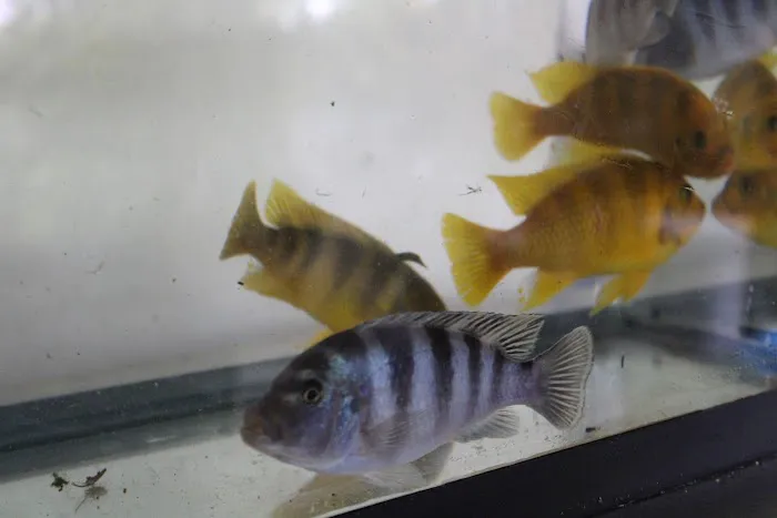 Miami Fish Garden and Hatchery Picture 4