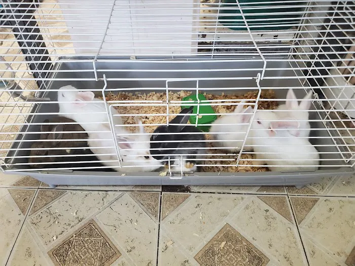 Pet Shop Picture 8