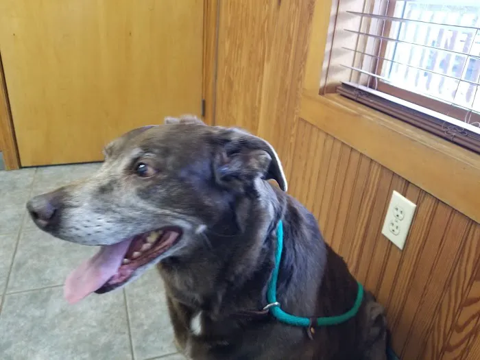VCA Choptank Animal Hospital Picture 2