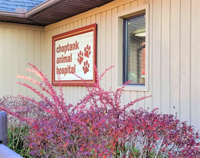 VCA Choptank Animal Hospital Picture 4