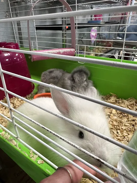 60 Pet Shop Miami Picture 3