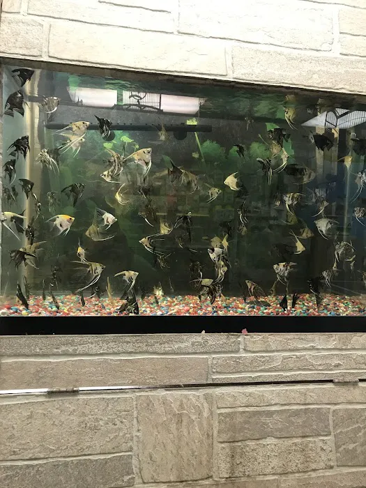 60 Pet Shop Miami Picture 1