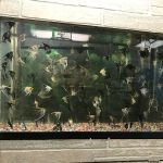 60 Pet Shop Miami